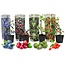 Smoothie - Mélange de 4 - Goji Cranberry Berry Kiwi - Pot 9cm - Hauteur 25-40cm