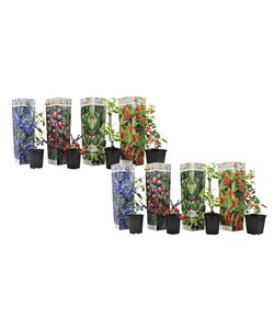 Collection - FloraStore