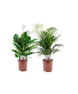 Areca plante et Spathiphyllum - Mix de 2 - Pot 17cm - Hauteur 60-70cm