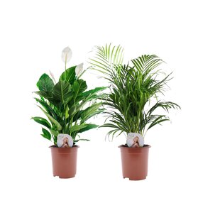 Spathiphyllum Einblatt & Areca - 2 Luftreinigende Pflanzen - ø17cm - H60-75cm