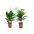 Luft så rene potteplanter XL - Blanding x2 - Stueplante - ø17cm - Højde 60-75cm