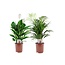 Air So Pure Indoor mix- Areca Dypsis Lutescens, Spathiphyllum- Height 60-75cm