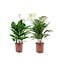 Spathiphyllum Einblatt & Areca - 2 Luftreinigende Pflanzen - ø17cm - H60-75cm