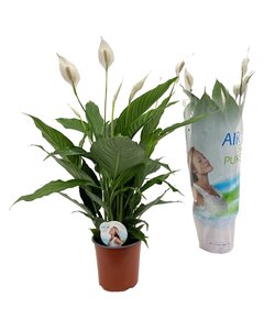 Spathiphyllum - Planta de interior - Maceta 17 cm - Altura 60-75cm