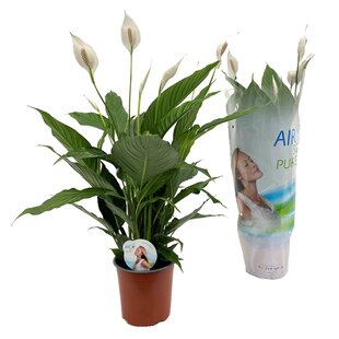 Spathiphyllum - Einblatt - Zimmerpflanze - Topf 17cm - Höhe 60-75cm