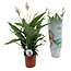 Spathiphyllum Lima 'lys de la paix' - Pot 17cm - Hauteur 60-75cm