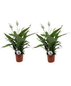 Spathiphyllum Lima - Lepelplant - Set van 2 - Pot 17cm - Hoogte 60-75cm