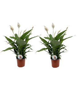 Spathiphyllum Ske Plante - Sæt med 2 - Fredslilje - ø17cm - Højde 60-75cm