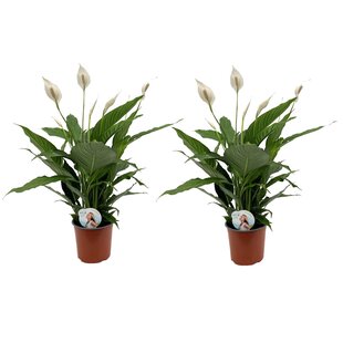 Spathiphyllum Lima - 2er Set - Einblatt - Blattfahne - Topf 17cm - Höhe 60-75cm