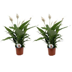 Aloe Vera - Set of 4 - Succulent - Pot 10,5cm - Height 25-40 cm - FloraStore
