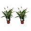 Spathiphyllum Ske Plante - Sæt med 2 - Fredslilje - ø17cm - Højde 60-75cm