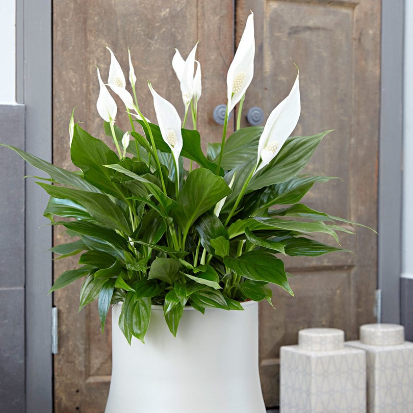 Spathiphyllum 'Peace Lily' - Set of 2 - ø17cm - Height 60-75cm