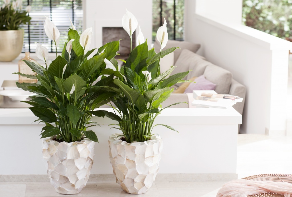 Spathiphyllum 'Peace Lily' - Set of 2 - ø17cm - Height 60-75cm