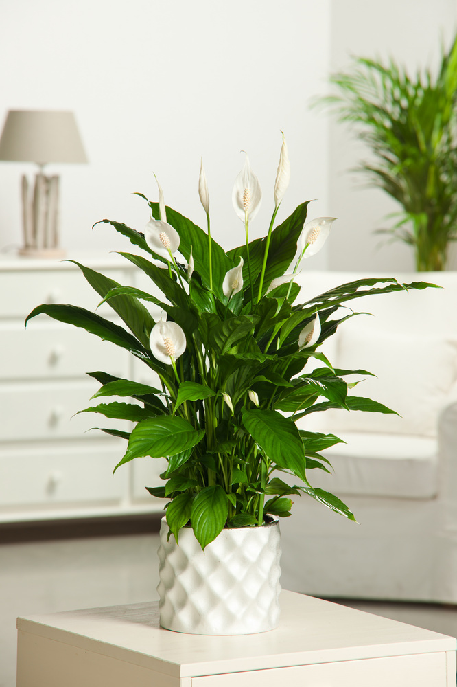 Spathiphyllum 'Peace Lily' - Set of 2 - ø17cm - Height 60-75cm