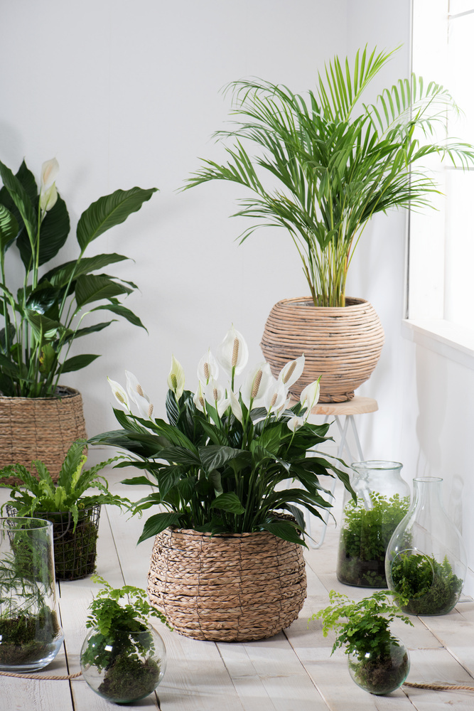 Spathiphyllum 'Peace Lily' - Set of 2 - ø17cm - Height 60-75cm