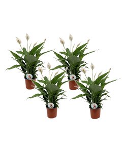 Spathiphyllum Ske Plante - Sæt med 4 - Fredslilje - ø12cm - Højde 60-75cm