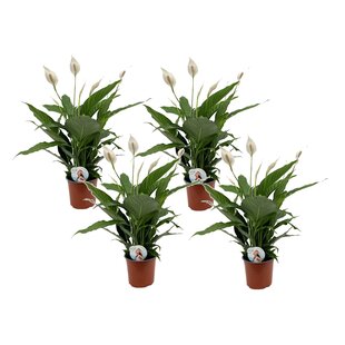 Spathiphyllum Lima - Set van 4 - Lepelplant - Pot 17cm - Hoogte 60-75cm