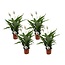 Spathiphyllum Lima - Set of 4 - Spoon plant - ø17cm - Height 60-75cm