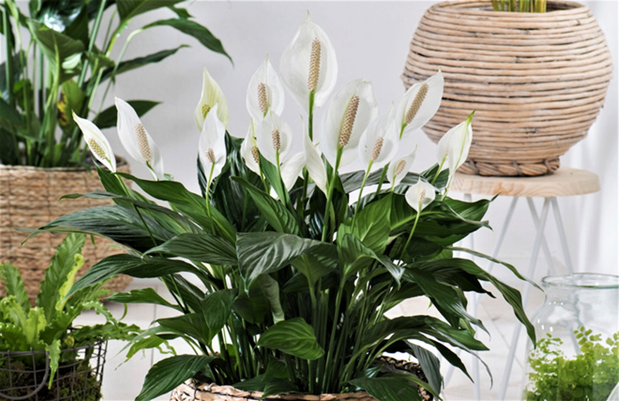 Spathiphyllum Lima - Set of 4 - Spoon plant - ø17cm - Height 60-75cm -  FloraStore