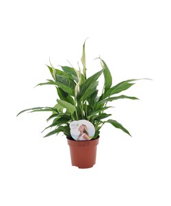 Spathiphyllum 'Piece Lily'- Pot 12cm - Height 30-40cm