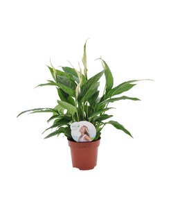 Spathiphyllum 'Torelli' - Lilia Pokoju - ⌀12cm - Wysokość 30-45cm