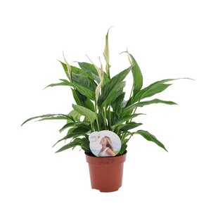 Spathiphyllum 'Piece Lily'- Pot 12cm - Height 30-40cm