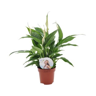 Spathiphyllum Torelli 'Piece Lily' - Pot 12cm - Height 30-40cm