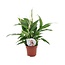 Spathiphyllum Torelli 'Piece Lily' - Pot 12cm - Height 30-40cm