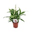 Spathiphyllum 'Torelli' - Stueplante - Fredslilje - ø12cm - Højde 30-45cm