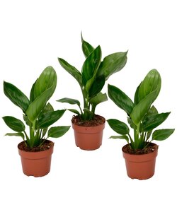 Strelitzia Reginae 'Bird of Paradise' - Set of 3 - Pot 9cm - Height 25-40cm