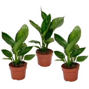 Strelitzia Reginae 'Bird of Paradise' - Set of 3- Pot 9 cm - Height 25 cm