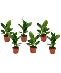 Strelitzia Reginea plante Oiseau de Paradis - Set de 6 - ⌀9cm - Hauteur 25-40cm