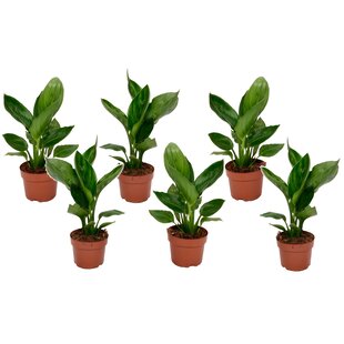 Strelitzia Reginea plante Oiseau de Paradis - Set de 6 - ⌀9cm - Hauteur 25-40cm