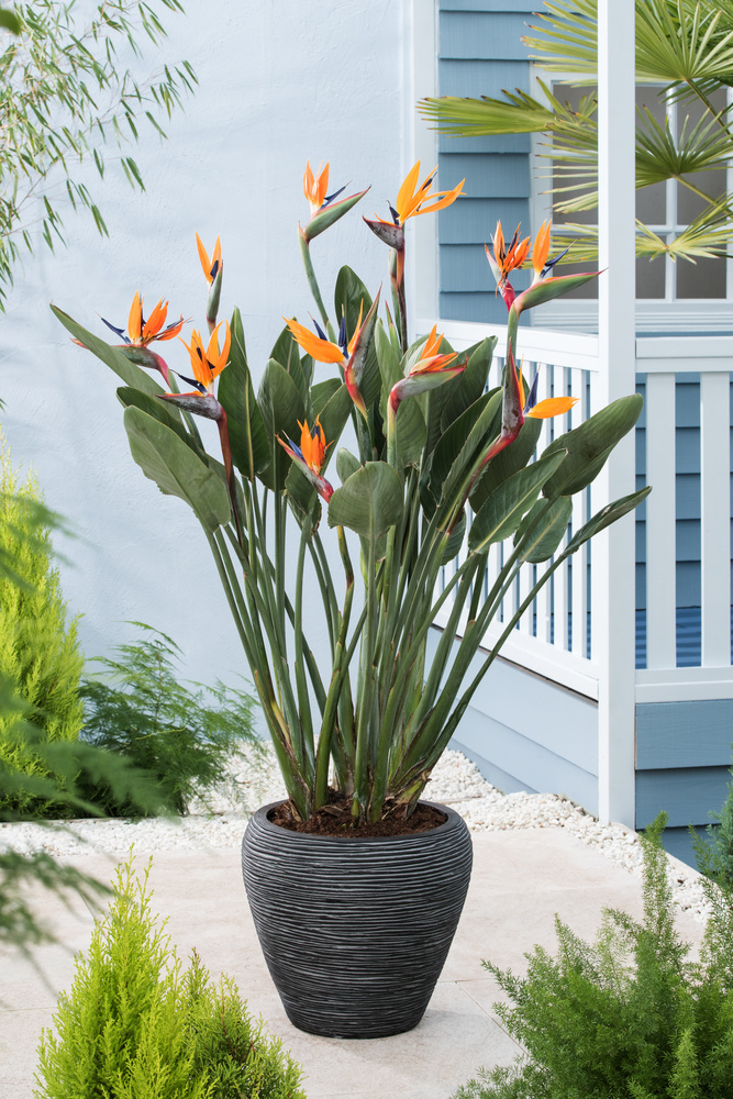 Plant in a Box - Strelitzia Reginea - Plante oiseau du paradis - Plante  verte interieur vivante exotiques d'interieur - Pot 9cm - Hauteur 25-40cm :  : Jardin