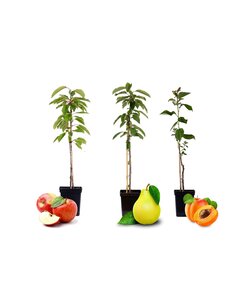 Arbres fruitiers - mélange de 3 - pomme, poire, abricot - ⌀9cm - hauteur 60-70cm