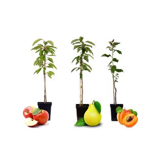 Fruit trees - mix of 3 - apple, pear, apricot - ⌀9cm - Height 60-70cm