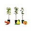 Fruit trees - mix of 3 - apple, pear, apricot - ⌀9cm - Height 60-70cm