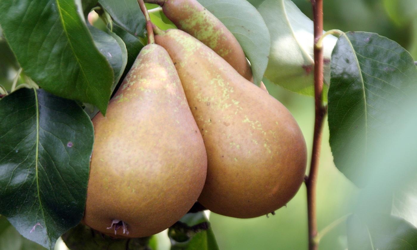 Malus, Pyrus & Prunus - 3er Mix - Apfel, Birne & Kirsche -Topf 9cm -Höhe 60- 70cm - FloraStore