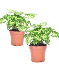 Syngonium 'Pixie' - Set van 2 - Pijlpuntplant - Pot 12cm - Hoogte 25-40cm