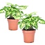 Syngonium 'Pixie' - Set van 2 - Pijlpuntplant - Pot 12cm - Hoogte 25-40cm