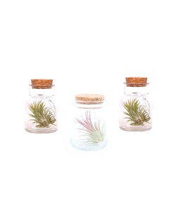 Tillandsia i glas - Sæt med 3 - Speciel stueplante - ø5 - Højde 5-15cm
