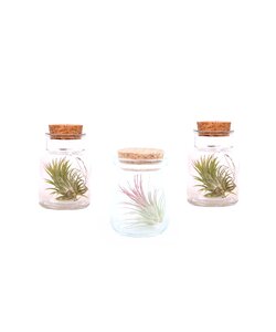 Tillandsia - Mix von 3 - Tillandsien - Luftpflanzen in dekorativer Glasflasche