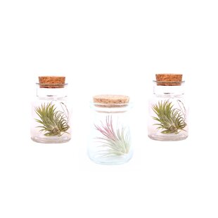 Tillandsia - Mix of 3 - Air plants in glass decorative bottle - Height 5-15cm