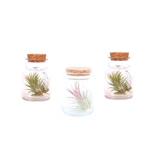 Tillandsia - Mix von 3 - Tillandsien - Luftpflanzen in dekorativer Glasflasche