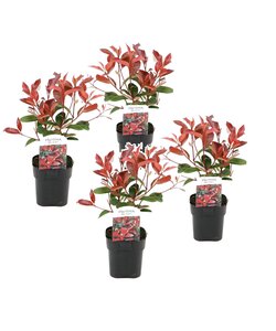 Photinia fraseri Red Robin - 4 sztuki - Zimozielony - ⌀17cm - W30-40 cm