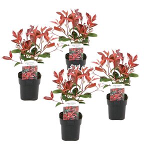 Photinia fraseri 'Red Robin' - Set of 4 - Evergreen - ø17cm - Height 30-40cm