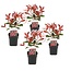 Photinia fraseri 'Red Robin' - Set of 4 - Evergreen - ø17cm - Height 30-40cm