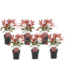 Photinia fraseri Red Robin - Zestaw 6 sztuk - Evergreen - ⌀17cm - W30-40cm