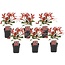 Photinia fraseri 'Red Robin' - Set de 6 - Persistantes - ⌀17cm - Hauteur 30-40cm