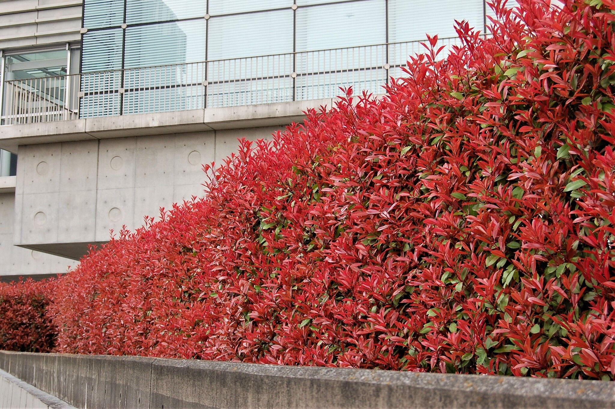 Photinia fraseri Red Robin 6er Set Immergrün Topf 17cm Höhe 3040cm FloraStore